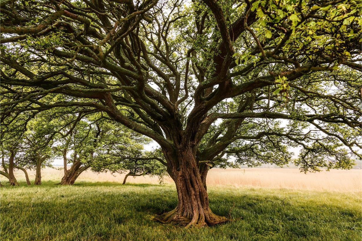 n grand arbre ancien au tronc noueux et aux branches étalées se dresse dans une prairie verte, avec d'autres arbres et un champ doré en arrière-plan